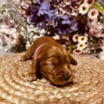 Bijou-female-english-cocker-spaniel-puppy-for-sale- (1)