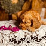 Bijou-female-english-cocker-spaniel-puppy-for-sale- (1)