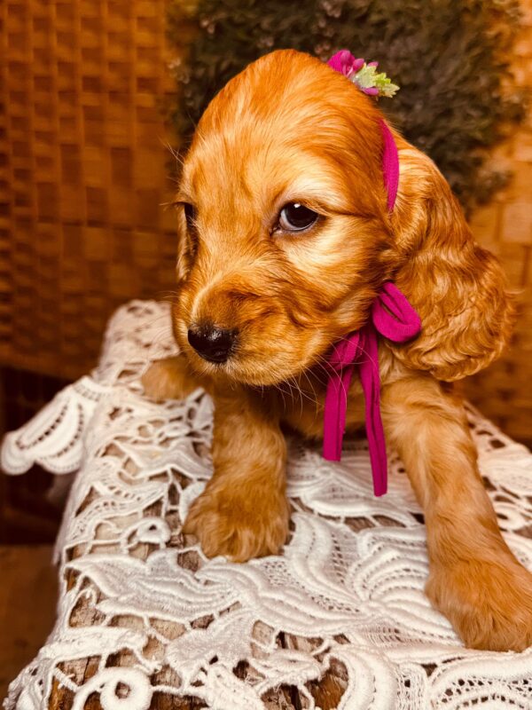 Bijou English Cocker Spaniel Bijou English Cocker Spaniel