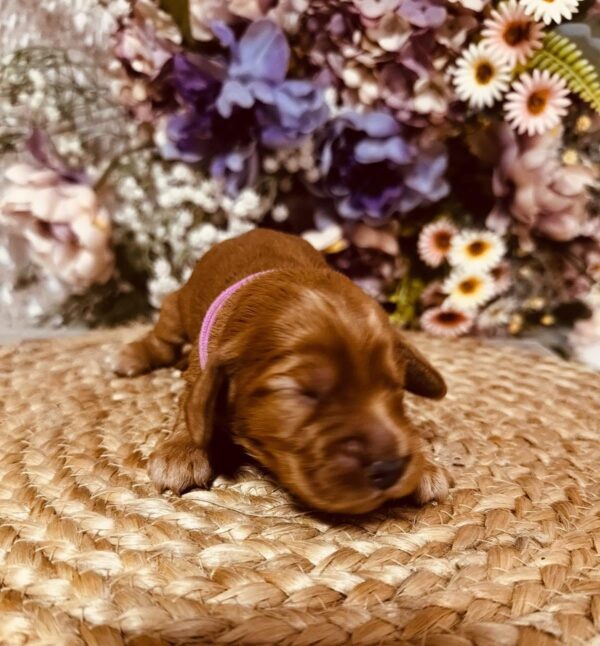 Bijou English Cocker Spaniel Bijou English Cocker Spaniel