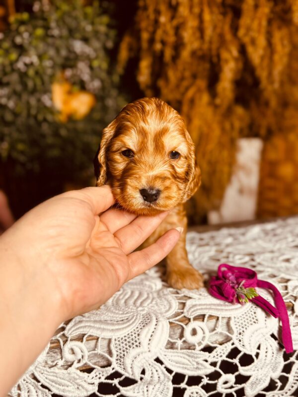 Bijou English Cocker Spaniel Bijou English Cocker Spaniel