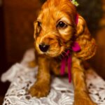 Bijou-female-english-cocker-spaniel-puppy-for-sale- (2)