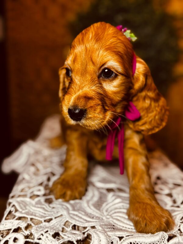 Bijou English Cocker Spaniel Bijou English Cocker Spaniel