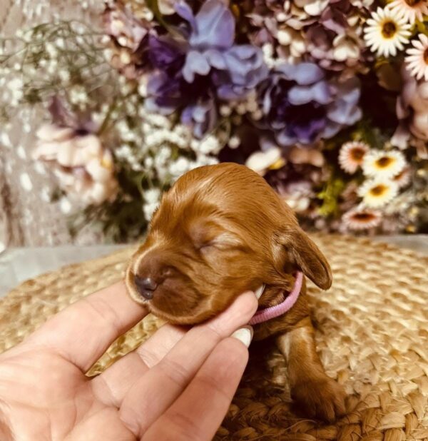 Bijou English Cocker Spaniel Bijou English Cocker Spaniel