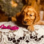 Bijou-female-english-cocker-spaniel-puppy-for-sale- (3)