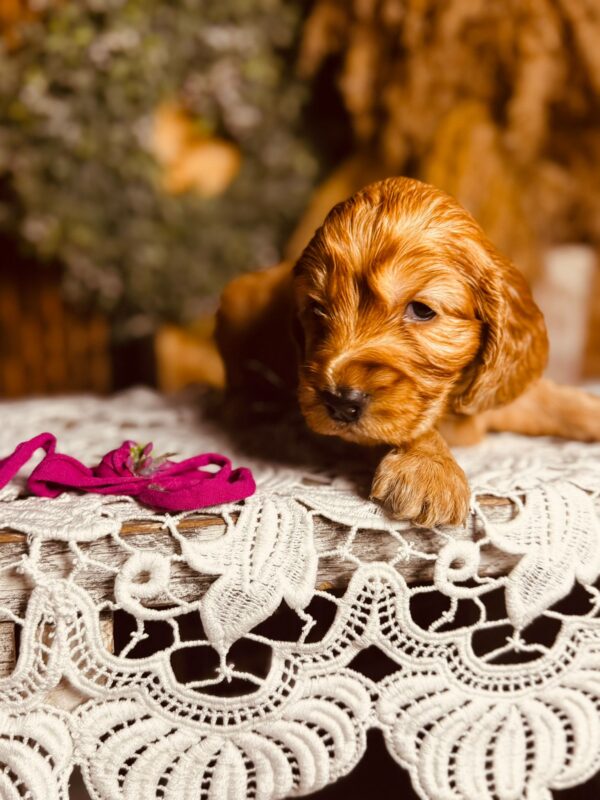 Bijou English Cocker Spaniel Bijou English Cocker Spaniel