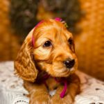 Bijou-female-english-cocker-spaniel-puppy-for-sale- (3)