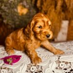 Bijou-female-english-cocker-spaniel-puppy-for-sale- (4)