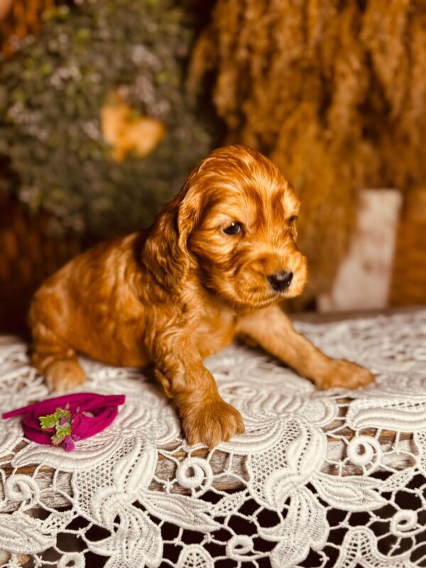 Bijou English Cocker Spaniel Bijou English Cocker Spaniel