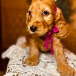 Bijou-female-english-cocker-spaniel-puppy-for-sale- (4)