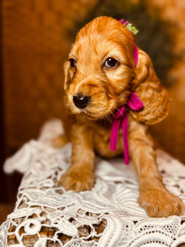 Bijou English Cocker Spaniel Bijou English Cocker Spaniel