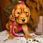 Bijou-female-english-cocker-spaniel-puppy-for-sale- (5)