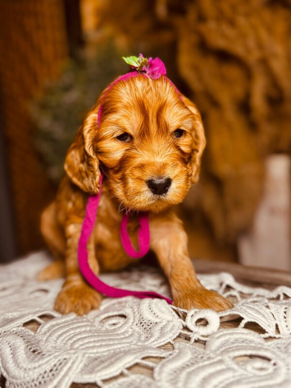 Bijou English Cocker Spaniel Bijou English Cocker Spaniel