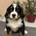 Bingo-male-Bernese-Mountain-Dog-puppy-for-sale-1 (1)