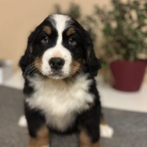 Bingo Bernese Mountain Dog Bingo Bernese Mountain Dog
