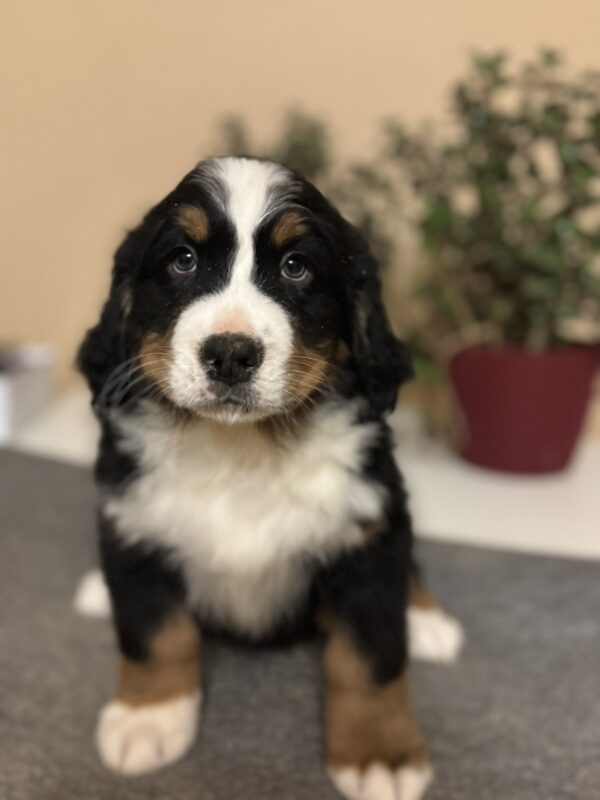 Bingo Bernese Mountain Dog Bingo Bernese Mountain Dog