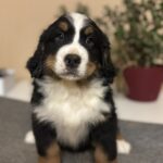 Bingo-male-Bernese-Mountain-Dog-puppy-for-sale-1 (2)