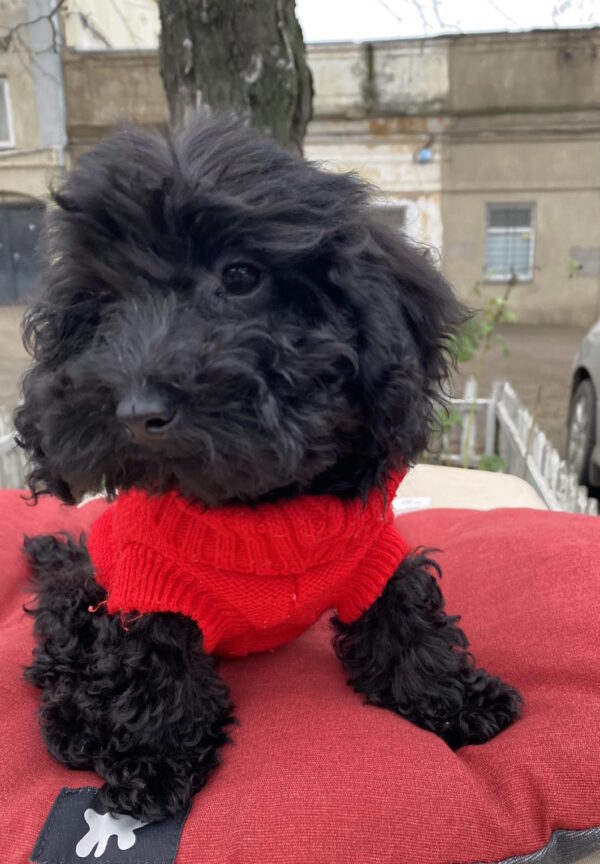 Black Toy Poodle Black Toy Poodle