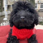 Black-male-toy-poodle-puppy-for-sale-1 (2)