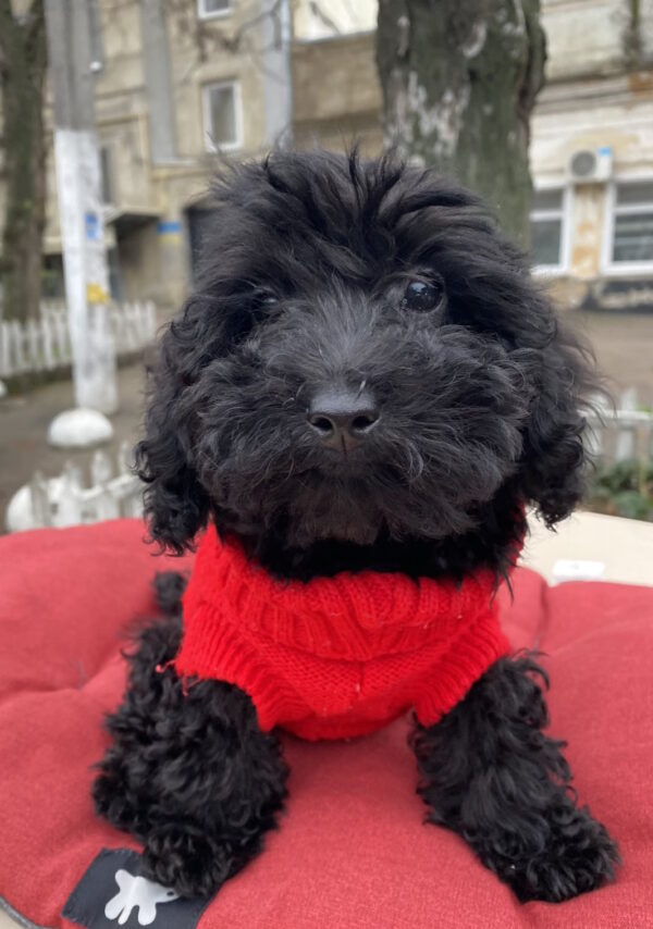 Black Toy Poodle Black Toy Poodle