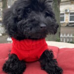 Black-male-toy-poodle-puppy-for-sale-1 (3)