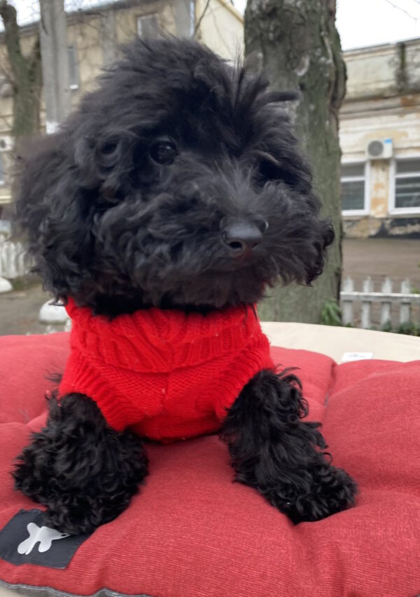 Black Toy Poodle Black Toy Poodle