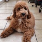 Blade-male-goldendoodle-puppy-for-sale- (1)