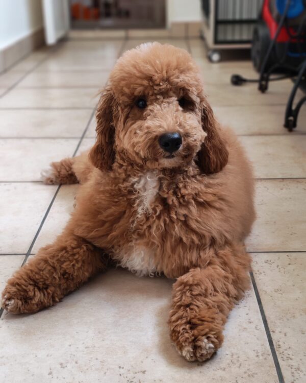 Blade Goldendoodle Blade Goldendoodle