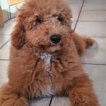 Blade-male-goldendoodle-puppy-for-sale- (1)