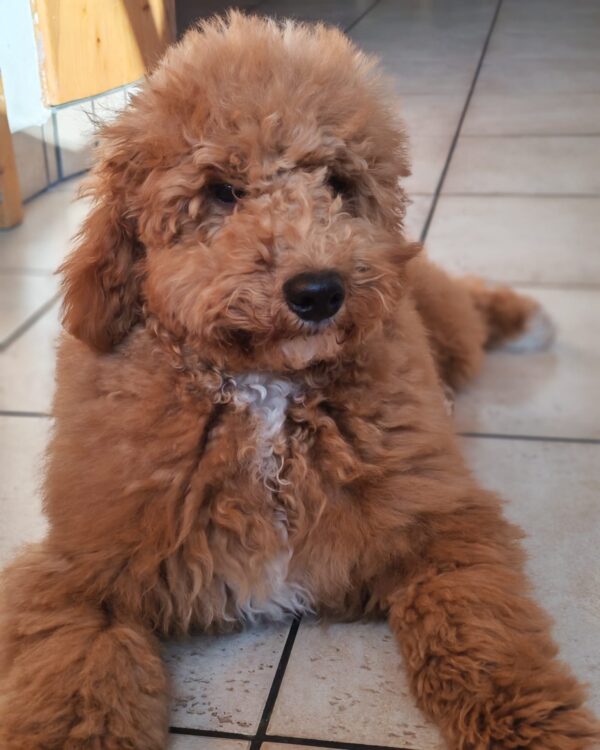 Blade Goldendoodle Blade Goldendoodle
