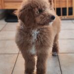 Blade-male-goldendoodle-puppy-for-sale- (10)