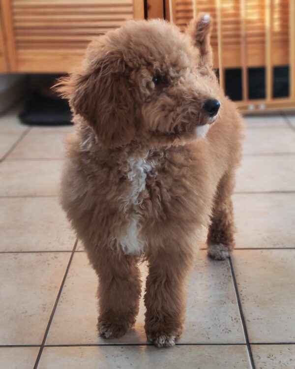 Blade Goldendoodle Blade Goldendoodle