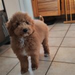 Blade-male-goldendoodle-puppy-for-sale- (11)