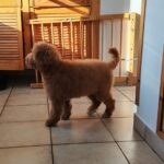 Blade-male-goldendoodle-puppy-for-sale- (12)