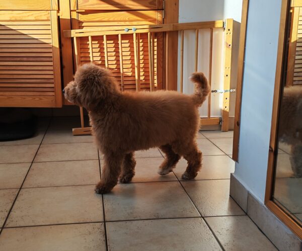 Blade Goldendoodle Blade Goldendoodle