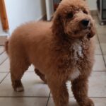 Blade-male-goldendoodle-puppy-for-sale- (2)