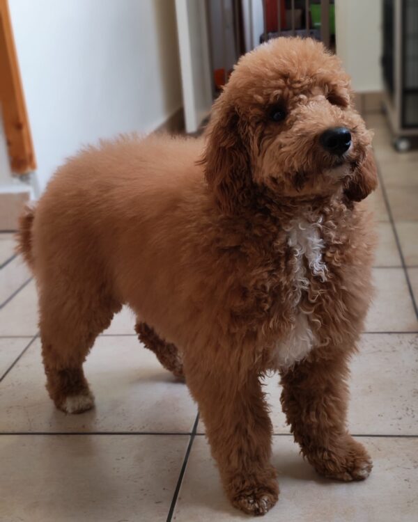 Blade Goldendoodle Blade Goldendoodle