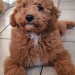Blade-male-goldendoodle-puppy-for-sale- (2)