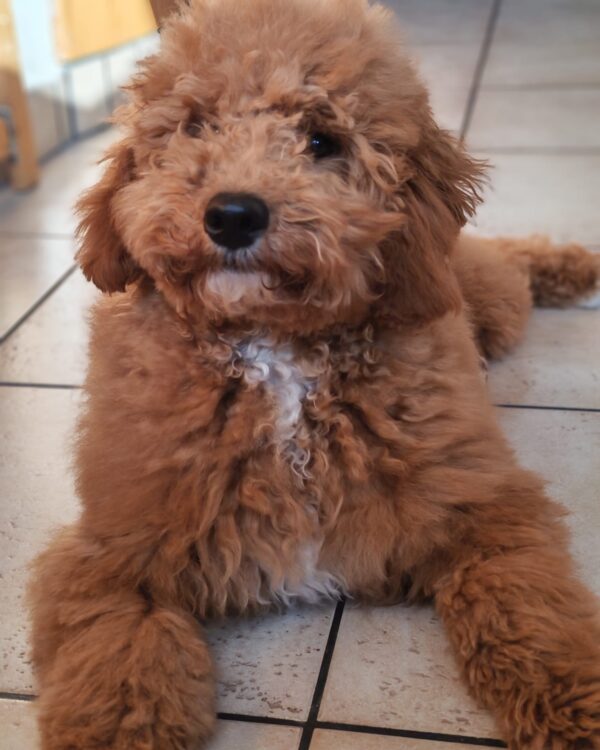 Blade Goldendoodle Blade Goldendoodle