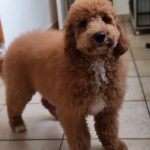 Blade-male-goldendoodle-puppy-for-sale- (3)