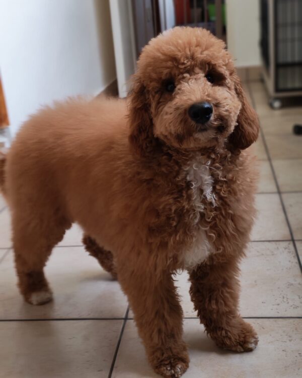 Blade Goldendoodle Blade Goldendoodle