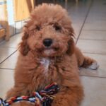 Blade-male-goldendoodle-puppy-for-sale- (3)