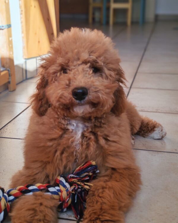Blade Goldendoodle Blade Goldendoodle