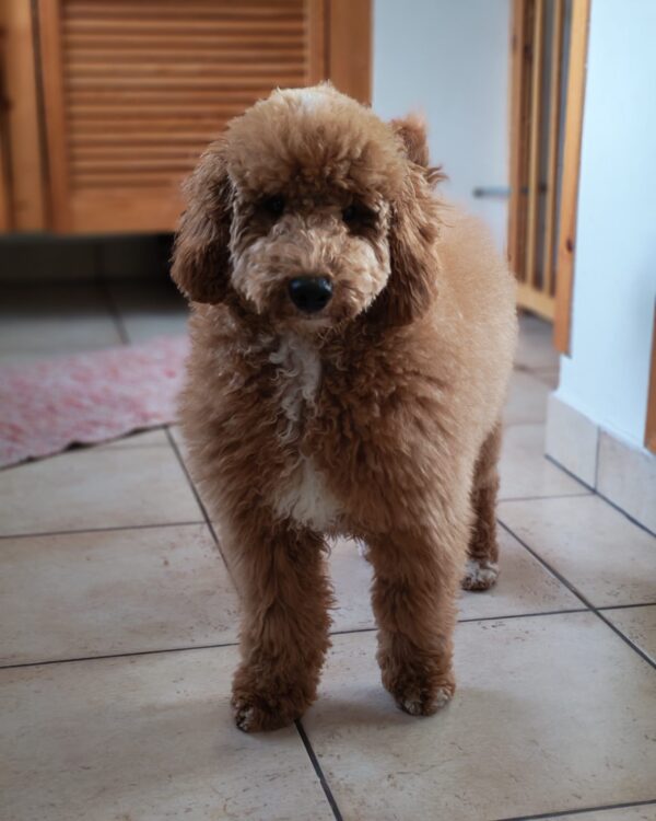 Blade Goldendoodle Blade Goldendoodle