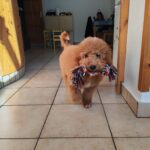 Blade-male-goldendoodle-puppy-for-sale- (4)