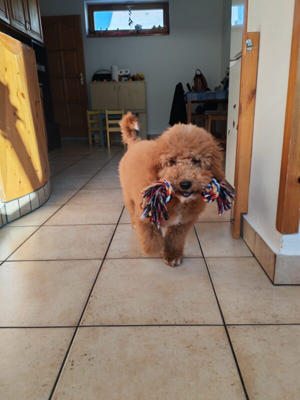 Blade Goldendoodle Blade Goldendoodle