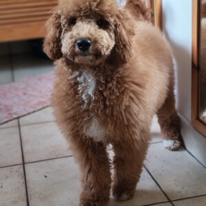 Blade Goldendoodle Blade Goldendoodle