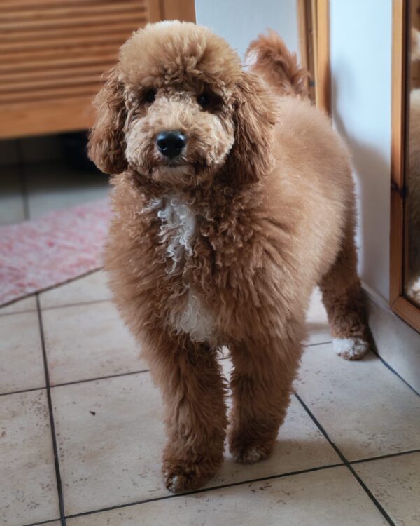 Blade Goldendoodle Blade Goldendoodle