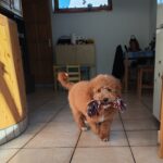 Blade-male-goldendoodle-puppy-for-sale- (5)