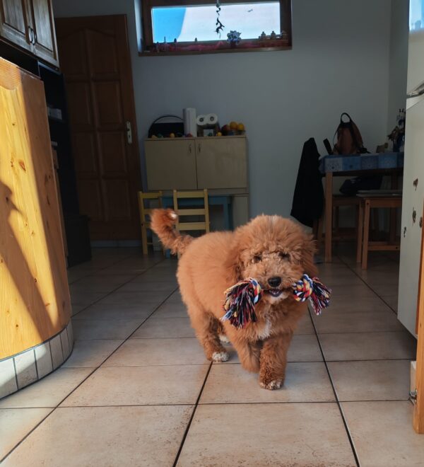 Blade Goldendoodle Blade Goldendoodle